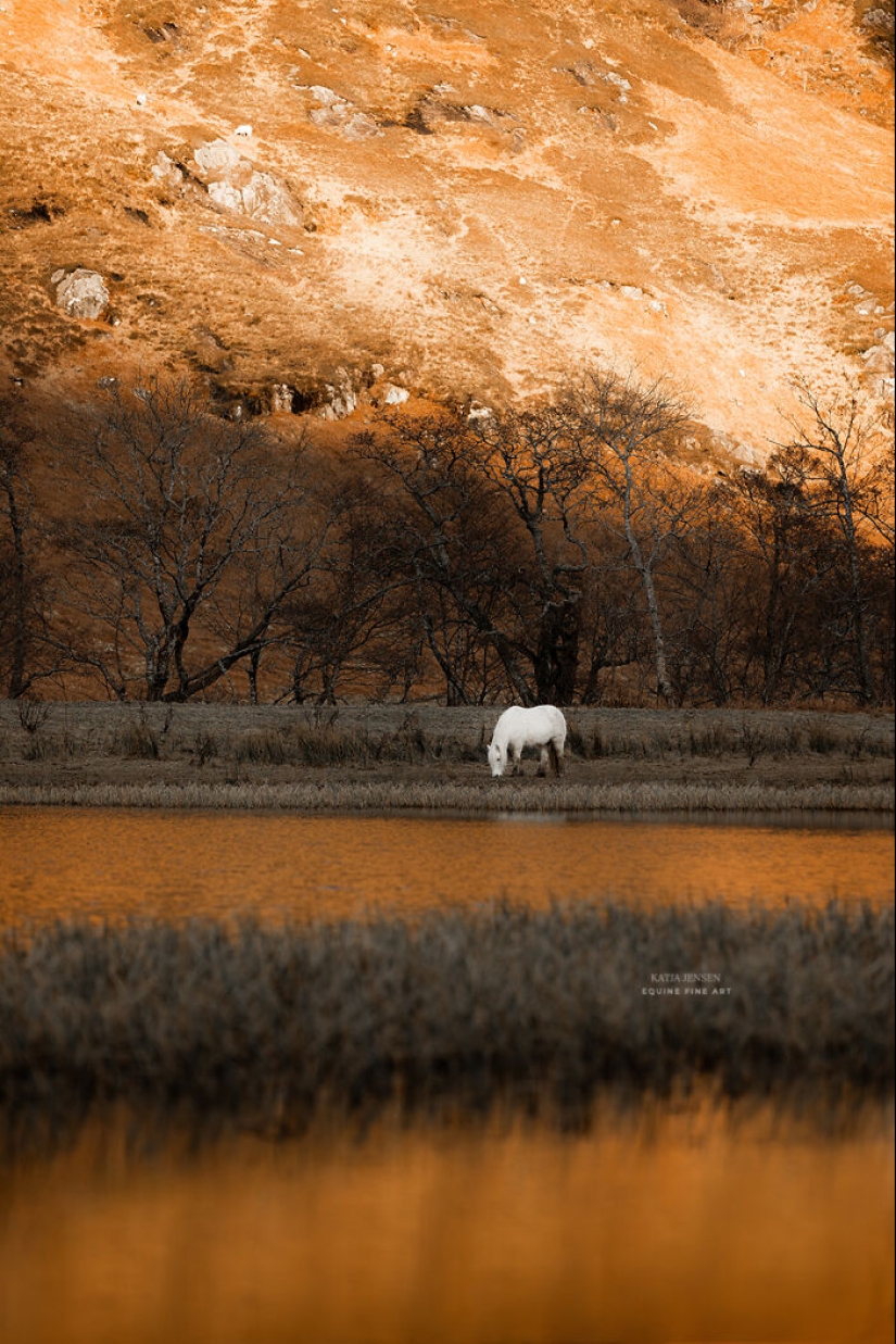 “Espíritus de las Tierras Altas”: Mis 12 fotos de ponis que tomé en Escocia