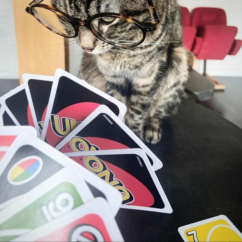 Esquí, surf, paracaidismo: el gato de Instagram vive cien veces más interesante que tú