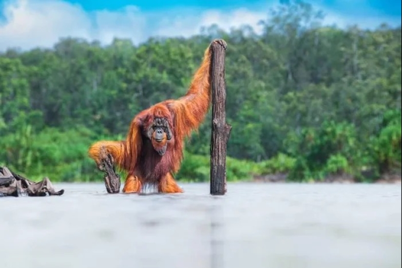 Estas 13 impresionantes fotografías ganaron el oro en los World Nature Photography Awards de 2021