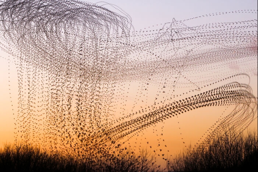 Este artista capturó 20 fotografías fascinantes que convierten la migración de aves en una obra de arte
