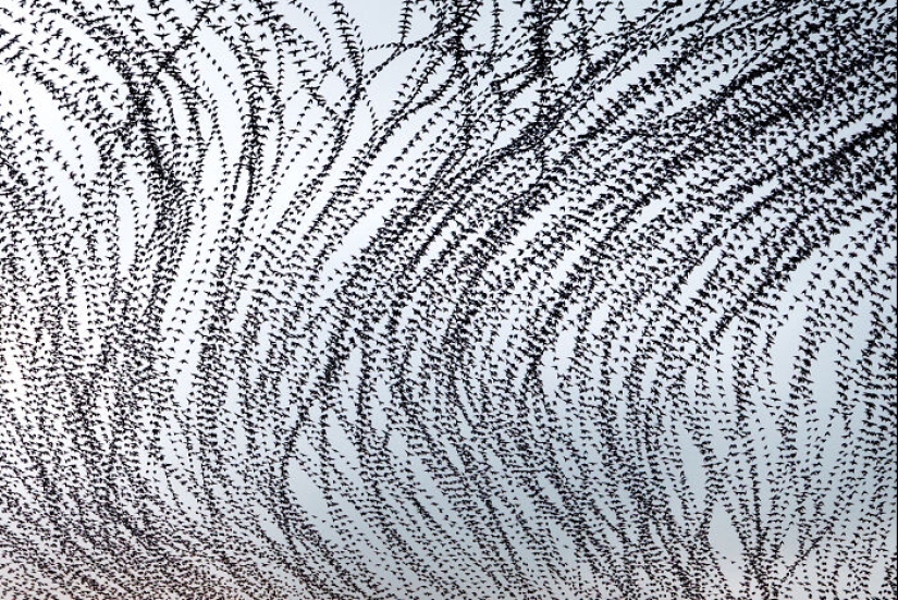 Este artista capturó 20 fotografías fascinantes que convierten la migración de aves en una obra de arte