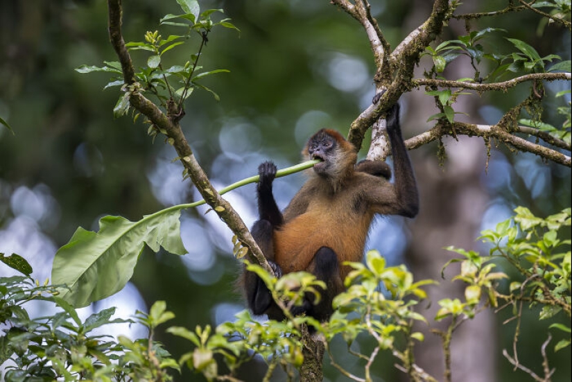 Este fotógrafo captura la serena belleza de la naturaleza a través de sus 19 impactantes fotografías de vida silvestre. Este fotógrafo captura la serena belleza de la naturaleza a través de sus 19 impactantes fotografías de vida silvestre.