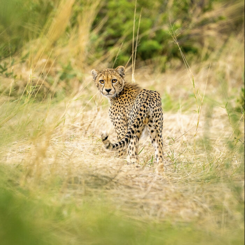 Este fotógrafo captura la serena belleza de la naturaleza a través de sus 19 impactantes fotografías de vida silvestre. Este fotógrafo captura la serena belleza de la naturaleza a través de sus 19 impactantes fotografías de vida silvestre.