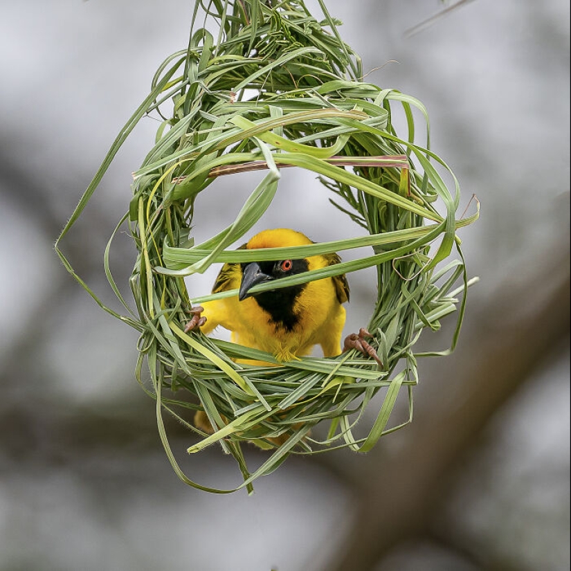 Este fotógrafo captura la serena belleza de la naturaleza a través de sus 19 impactantes fotografías de vida silvestre. Este fotógrafo captura la serena belleza de la naturaleza a través de sus 19 impactantes fotografías de vida silvestre.