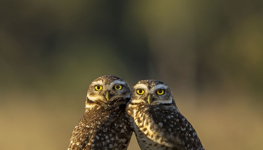 Este fotógrafo captura la serena belleza de la naturaleza a través de sus 19 impactantes fotografías de vida silvestre.