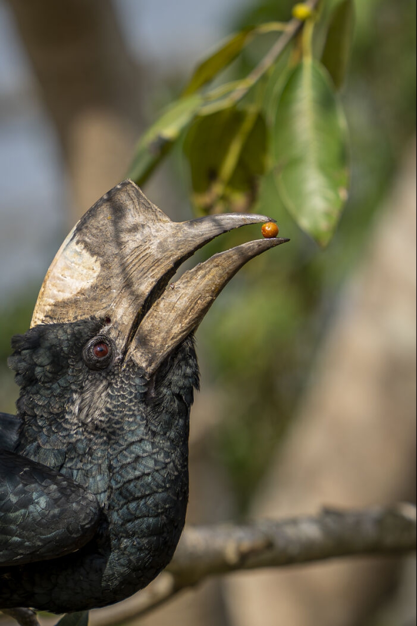 Este fotógrafo captura la serena belleza de la naturaleza a través de sus 19 impactantes fotografías de vida silvestre. Este fotógrafo captura la serena belleza de la naturaleza a través de sus 19 impactantes fotografías de vida silvestre.