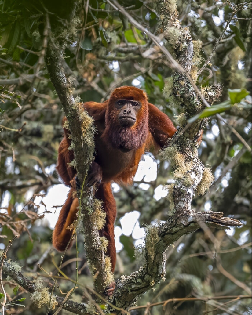 Este fotógrafo captura la serena belleza de la naturaleza a través de sus 19 impactantes fotografías de vida silvestre. Este fotógrafo captura la serena belleza de la naturaleza a través de sus 19 impactantes fotografías de vida silvestre.