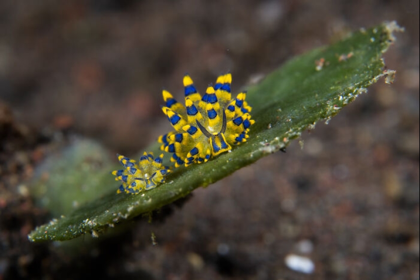 Este fotógrafo documenta la vida bajo el agua y aquí están sus 13 mejores fotos