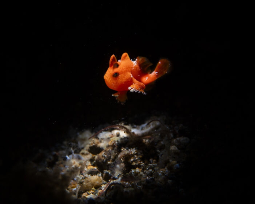 Este fotógrafo documenta la vida bajo el agua y aquí están sus 13 mejores fotos