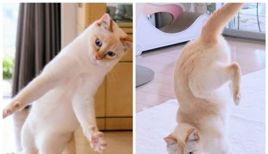 Este gato de Japón baila mucho más fresco que tú, y aquí hay 25 pruebas Este gato de Japón baila mucho más fresco que tú, y aquí hay 25 pruebas
