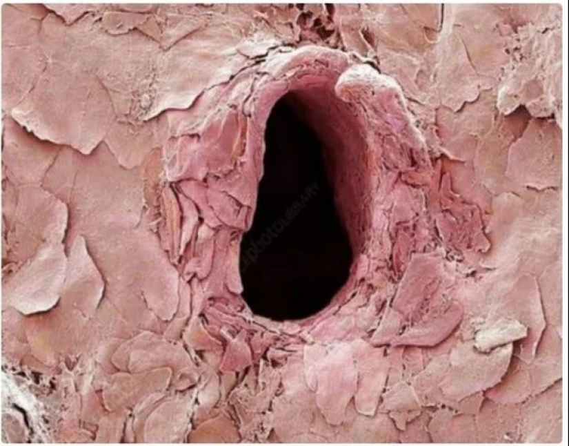 Esto es interesante! 20 fotos que están garantizados para ampliar sus horizontes Esto es interesante! 20 fotos que están garantizados para ampliar sus horizontes