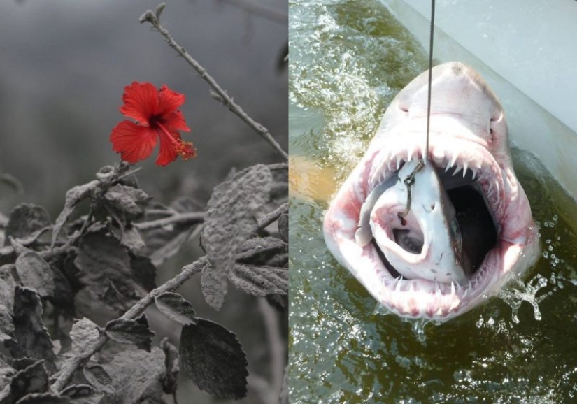 Esto no es Photoshop! 12 imágenes, cuya realidad es difícil de creer Esto no es Photoshop! 12 imágenes, cuya realidad es difícil de creer