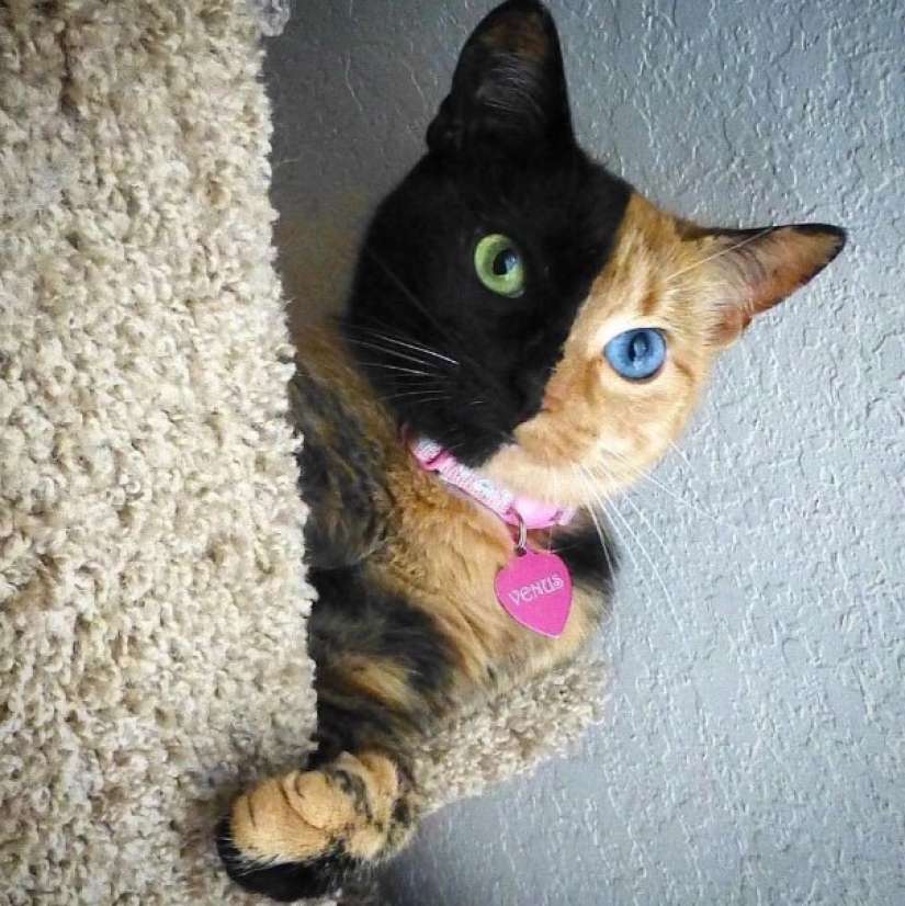 Esto no es Photoshop! 12 imágenes, cuya realidad es difícil de creer Esto no es Photoshop! 12 imágenes, cuya realidad es difícil de creer