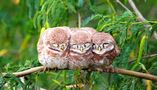 ¡Estos pájaros saben cómo abrazarse!