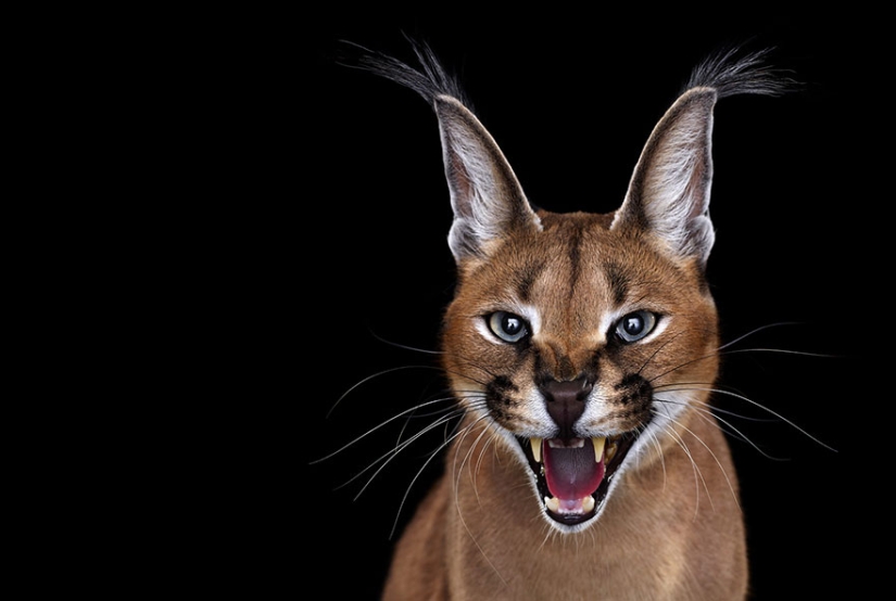 ¡Estos retratos son simplemente fascinantes! Ojo a ojo ¡Estos retratos son simplemente fascinantes! Ojo a ojo