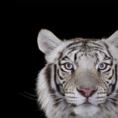 ¡Estos retratos son simplemente fascinantes! Ojo a ojo