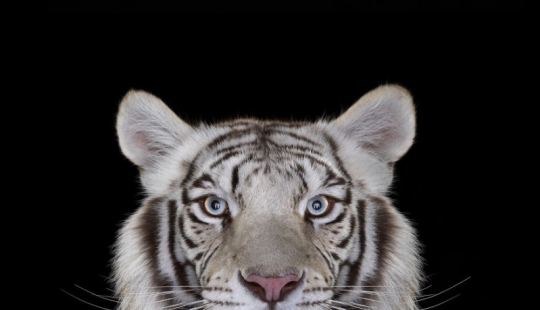 ¡Estos retratos son simplemente fascinantes! Ojo a ojo ¡Estos retratos son simplemente fascinantes! Ojo a ojo