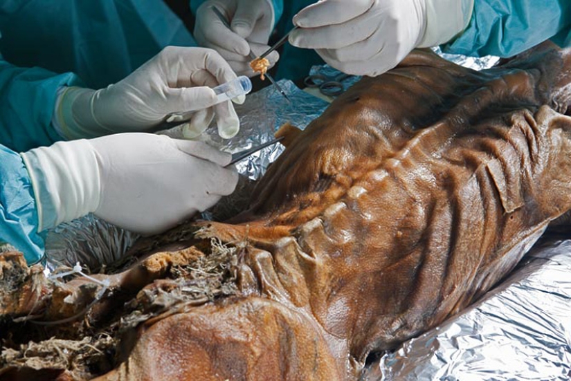 Etzi's "Ice Man" and his story Etzi's "Ice Man" and his story