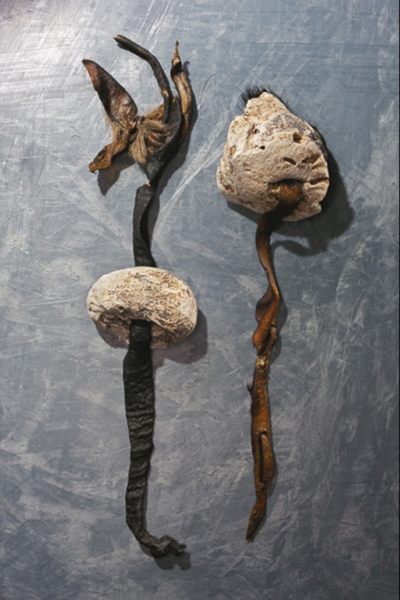 Etzi's "Ice Man" and his story Etzi's "Ice Man" and his story