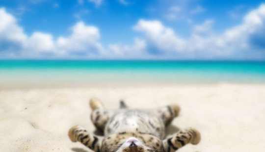 Even they're on vacation and you don't: photos of seals that will cause envy Even they're on vacation and you don't: photos of seals that will cause envy