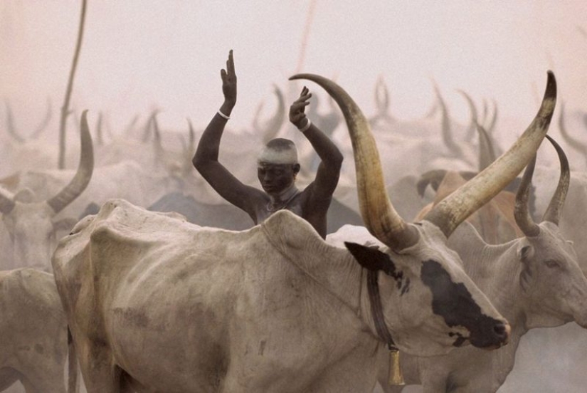 Everyday life of the Dinka people of Africa: women who do not recognize clothes, defeated cancer and buffaloes