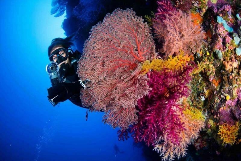 Everyone calls her the pictures with photoshop, but they are real: amazing footage of a diver and the underwater world