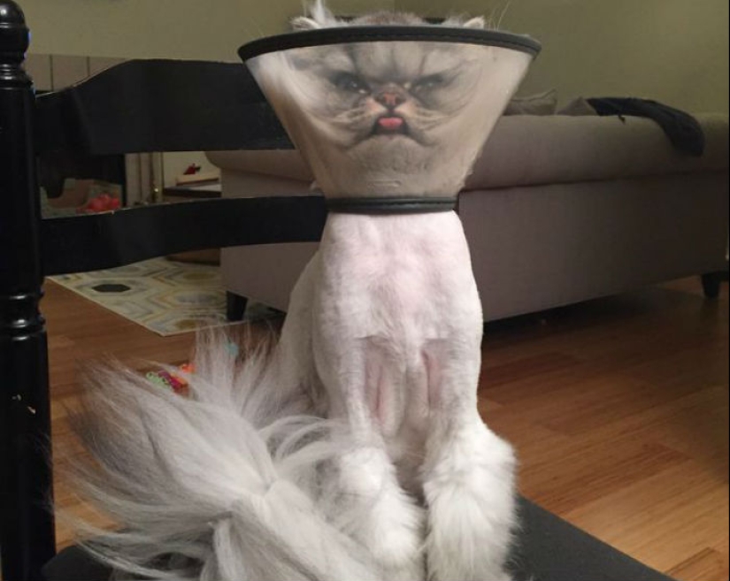 Evil seals that seem to be plotting to kill their master