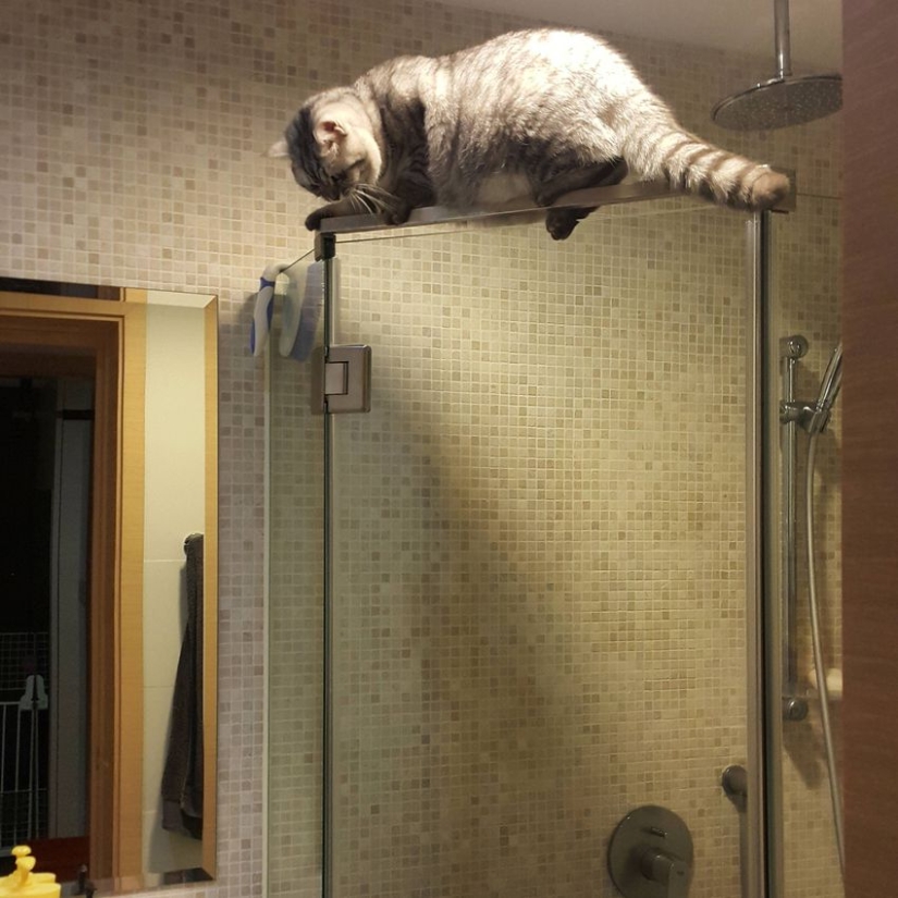 Evil seals that seem to be plotting to kill their master