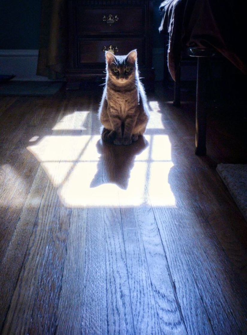 Evil seals that seem to be plotting to kill their master