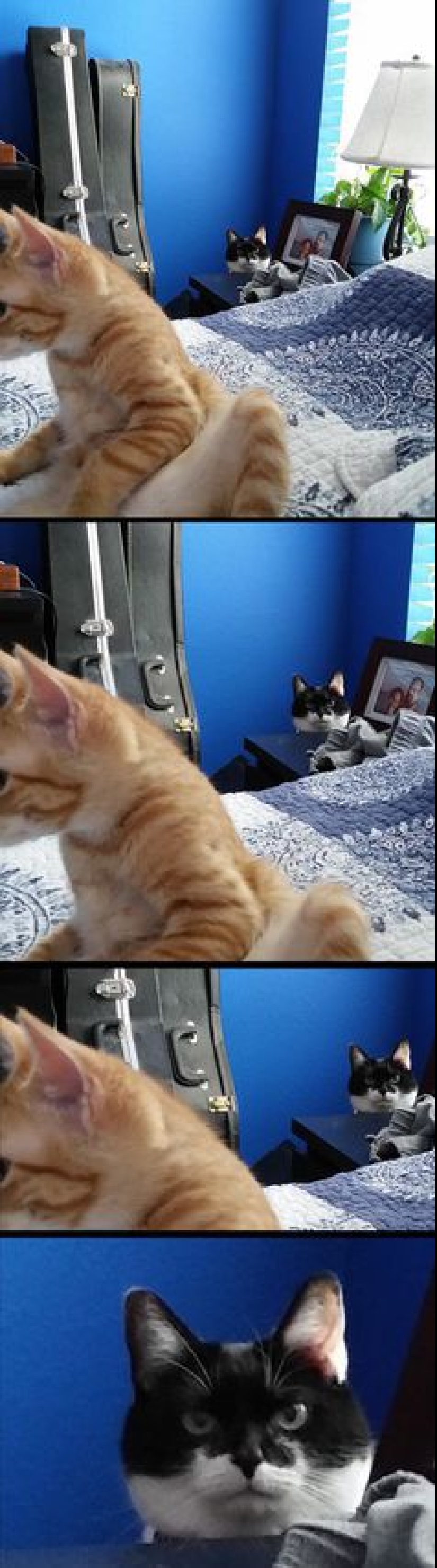 Evil seals that seem to be plotting to kill their master