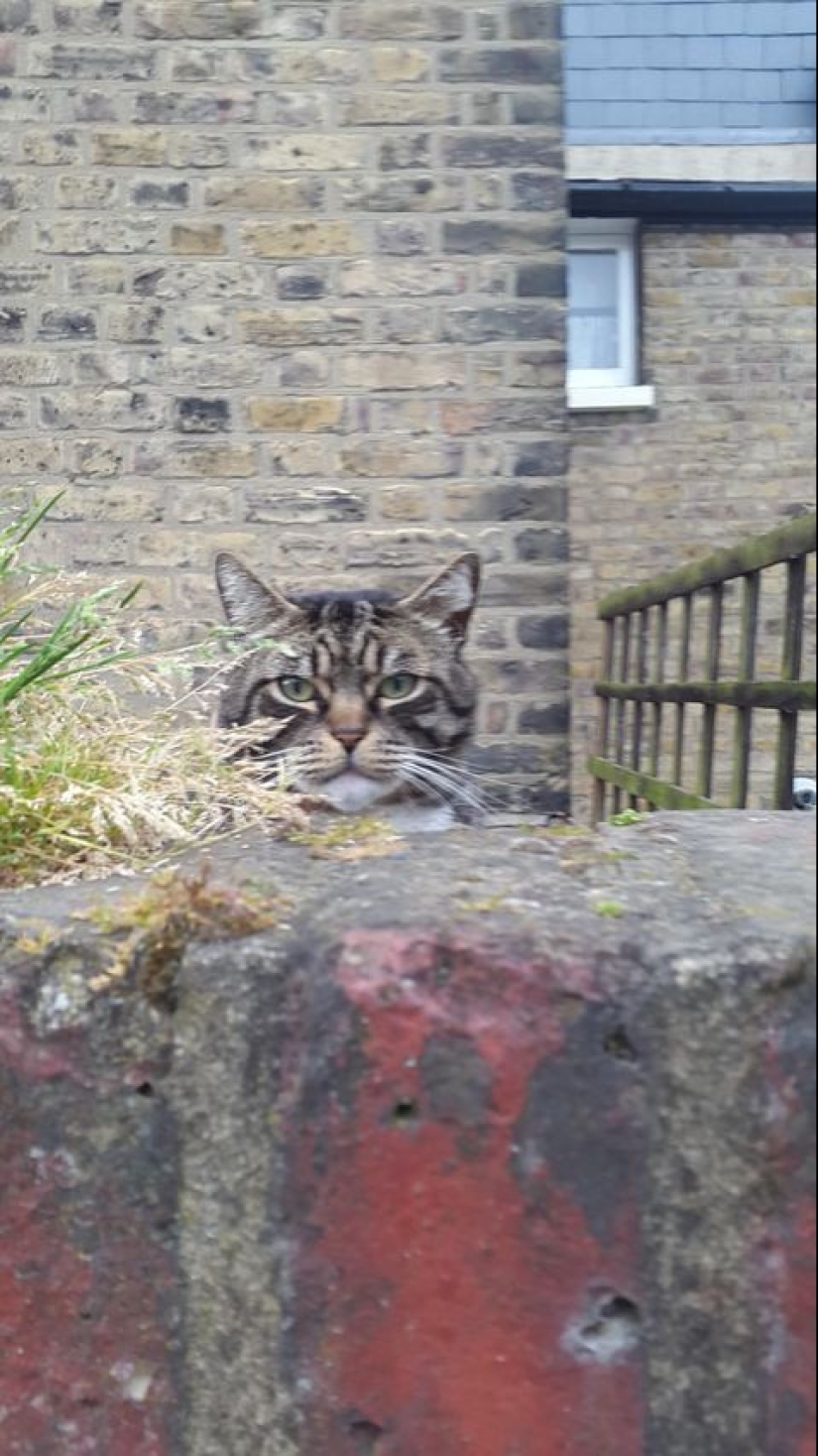 Evil seals that seem to be plotting to kill their master