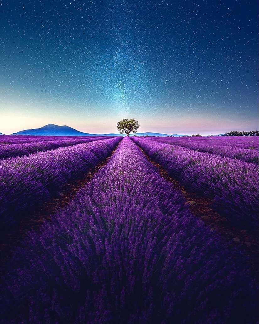 Evoking calm and sleep: photos of lavender fields in the South of France Evoking calm and sleep: photos of lavender fields in the South of France
