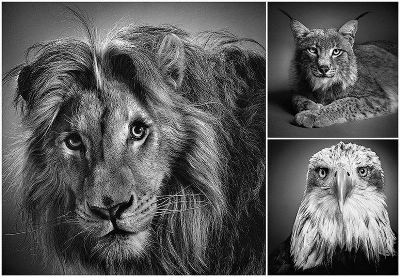 Expresivos retratos en blanco y negro de animales de Alexander von Reiswitz
