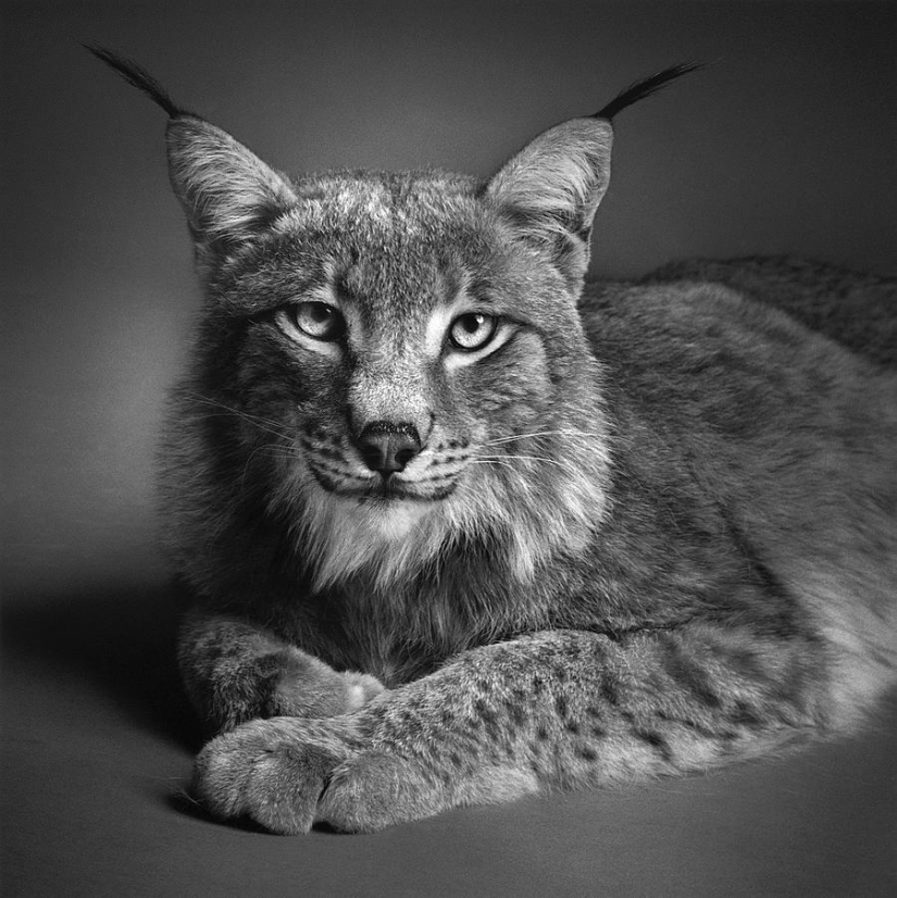Expresivos retratos en blanco y negro de animales de Alexander von Reiswitz
