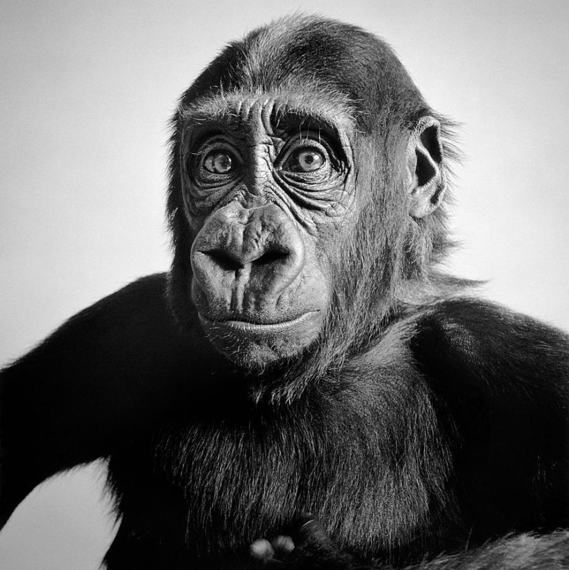 Expresivos retratos en blanco y negro de animales de Alexander von Reiswitz