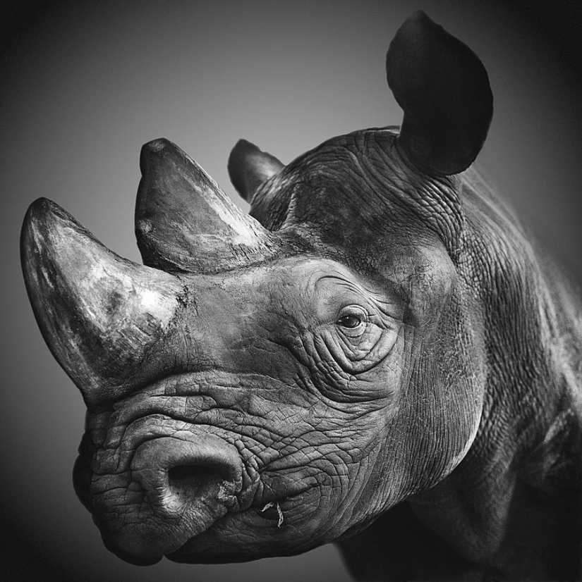Expresivos retratos en blanco y negro de animales de Alexander von Reiswitz