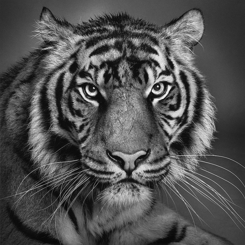 Expresivos retratos en blanco y negro de animales de Alexander von Reiswitz