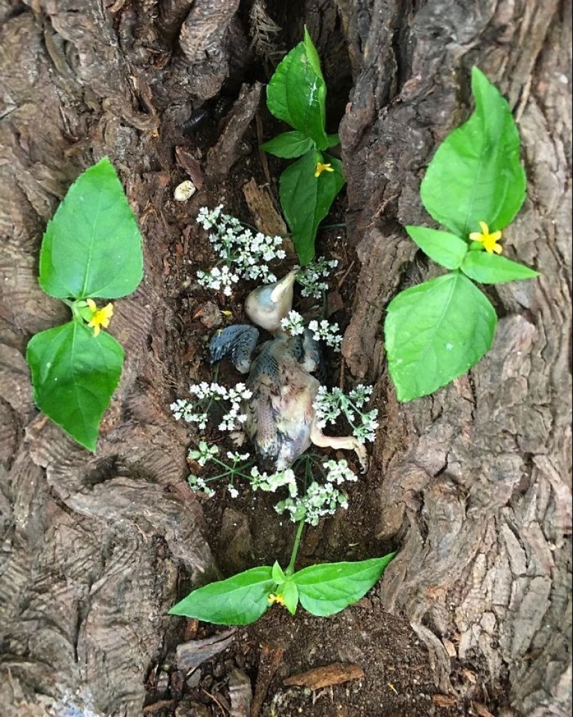 Extraordinarily beautiful and sad photos of floral memorials for dead animals