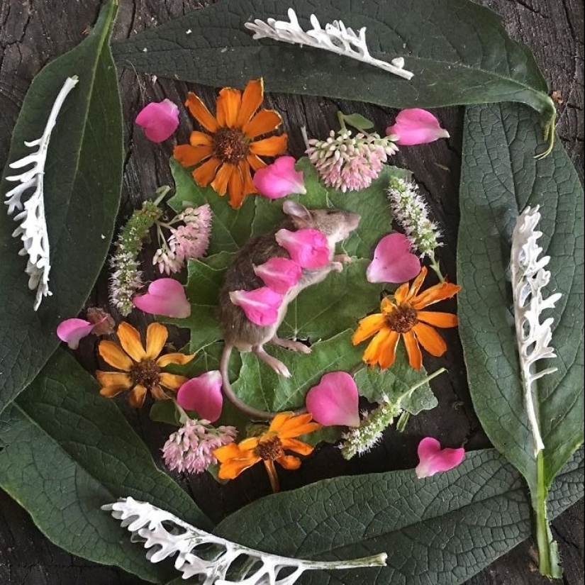 Extraordinarily beautiful and sad photos of floral memorials for dead animals