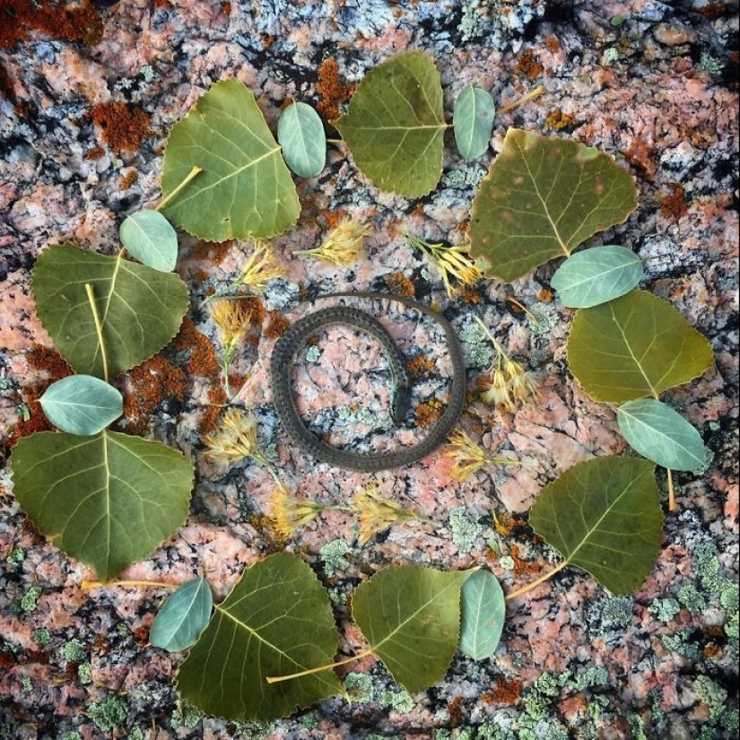 Extraordinarily beautiful and sad photos of floral memorials for dead animals