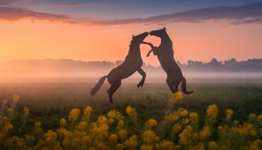 Fabulous photos of beautiful Holland that take your breath away Fabulous photos of beautiful Holland that take your breath away