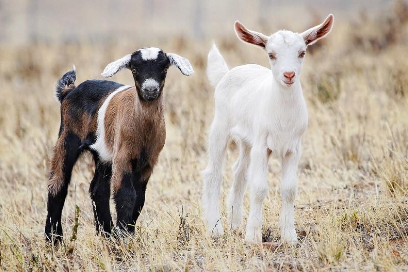 Fainting goats