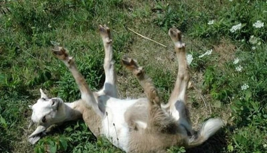 Fainting goats