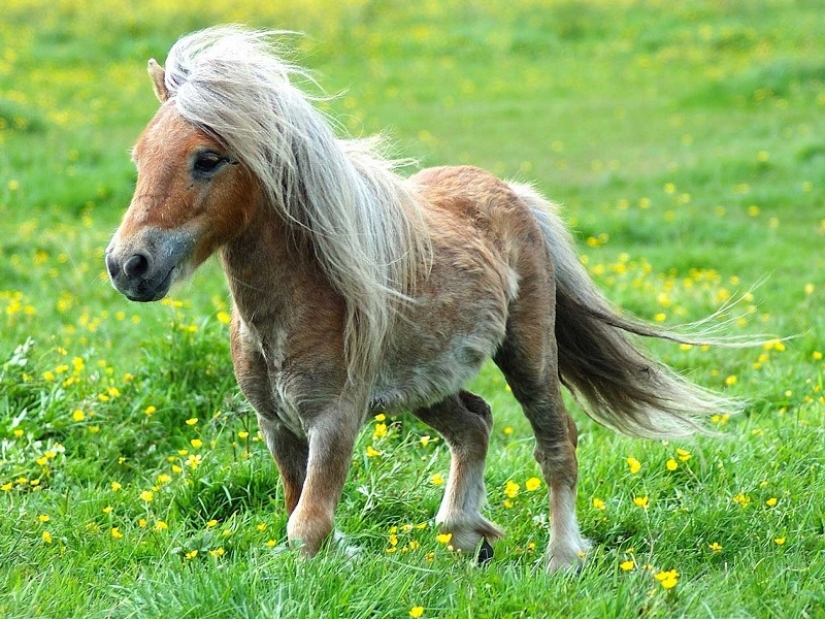 Falabella horses — the amazing story of the most exotic breed in the world Falabella horses — the amazing story of the most exotic breed in the world