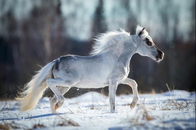 Falabella horses — the amazing story of the most exotic breed in the world Falabella horses — the amazing story of the most exotic breed in the world