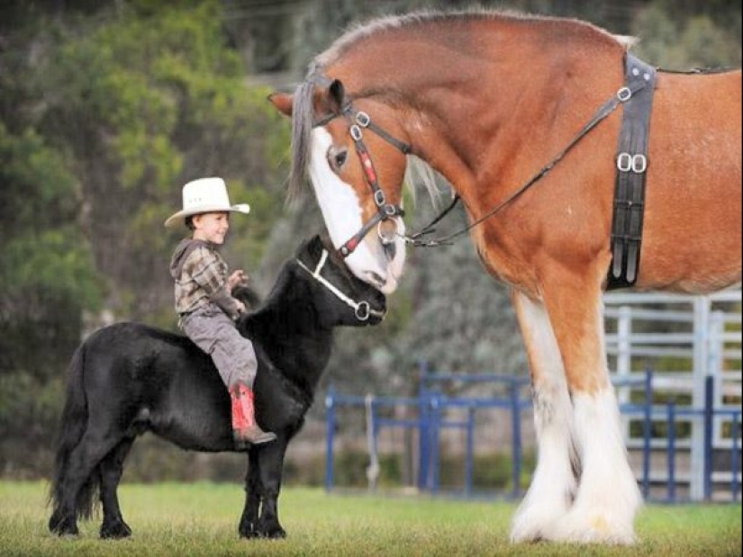 Falabella horses — the amazing story of the most exotic breed in the world Falabella horses — the amazing story of the most exotic breed in the world