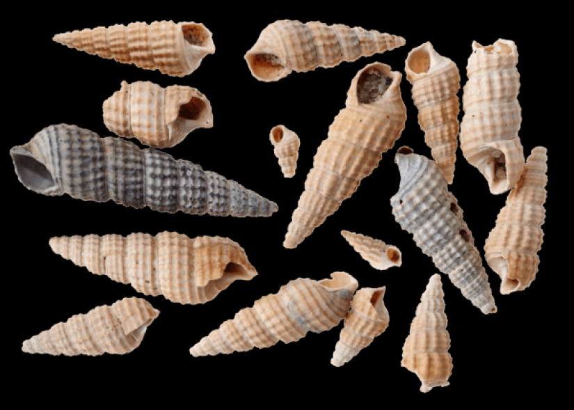 False teeth, Soviet badges and firearms: the 700 finds from the bottom of the canals in Amsterdam