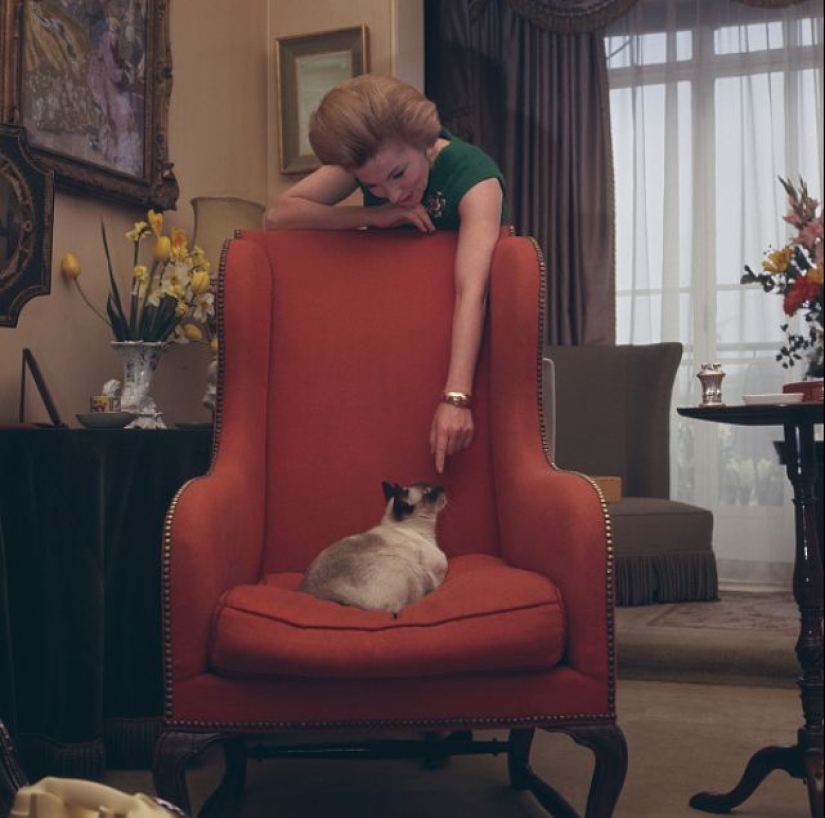 Famosos amantes de los gatos: personajes famosos y sus Mascotas Famosos amantes de los gatos: personajes famosos y sus Mascotas