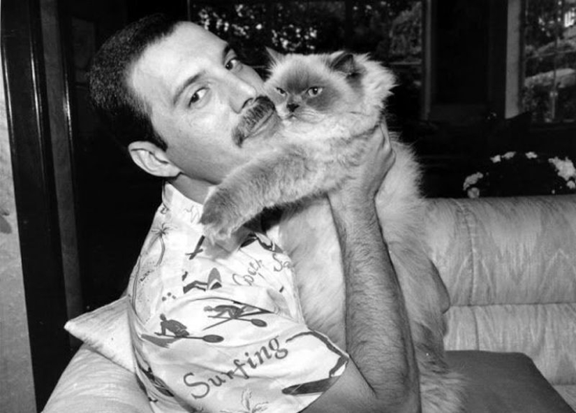 Famous cat lovers: famous personalities and their Pets