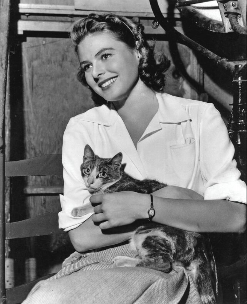 Famous cat lovers: famous personalities and their Pets